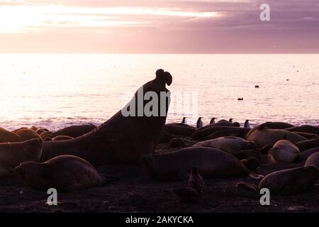 Foche di elefante all'alba della Georgia del Sud, Antartide Foto Stock