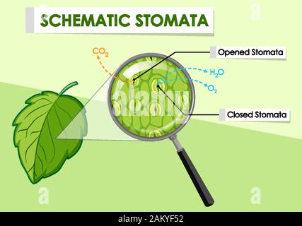 Diagramma che mostra schematicamente stomata di un impianto di illustrazione Illustrazione Vettoriale