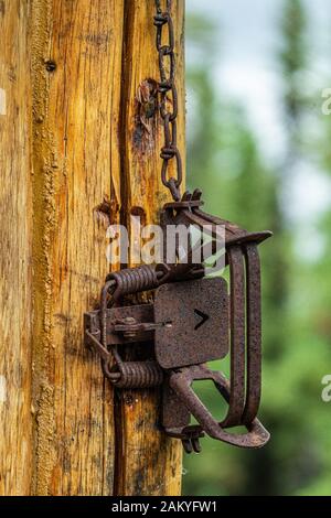 Vecchia trappola di caccia arrugginita appesa su un muro, Alaska Foto Stock