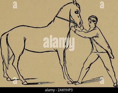 Gleason la mano veterinaria-book e il sistema del cavallo di taming .. . Lungo nastro applicato. passarlo sotto il sottopancia, e dare a un assistente; getinto il carro con il vostro assistente, avente previouslyinstructed lui come gestire il web. Hanno un secondassistant per condurre l'animale a breve distanza; se egli essere-haves e lasciarlo andare. Con questo sistema, one-halfhours manipolazione ogni giorno per una settimana è sufficiente perinterrompere accuratamente il cablaggio per la più selvaggia di colt. Bitting la Colt.-Il procedimento ordinario di bittingcolts è troppo ben noto ai cavalieri generalmente a needany descrizione a le mie mani. Un hotel economico e easymethod o Foto Stock