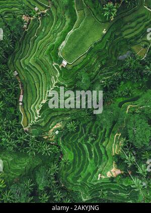 Vista aerea dall'alto delle Risaie Di Tegallalang A Ubud, Bali, Indonesia. Foto Stock