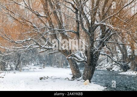 Color platino Golden Retriever cane sotto pioppi neri americani alberi lungo South Arkansas River in inverno tempesta di neve; Vandaveer Ranch; Salida; Colorado; USA Foto Stock