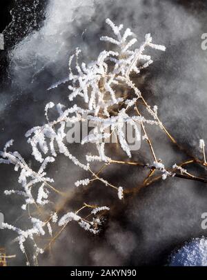 Ice & smerigliati ramoscelli sul Sud Arkansas River; Salida; Colorado; USA Foto Stock