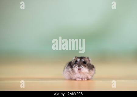 Primo piano di una piccola miniatura divertenti jungar hamster seduto su un pavimento. Soffici e carino Dzhungar ratto a casa. Foto Stock