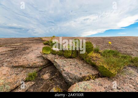 Prickly Pear Cactus crescere dalle rocce, con cielo nuvoloso sfondo, nella regione collinare del Texas, vicino Austin Foto Stock