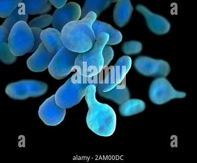 Micoplasma genitalium batteri, illustrazione Foto Stock