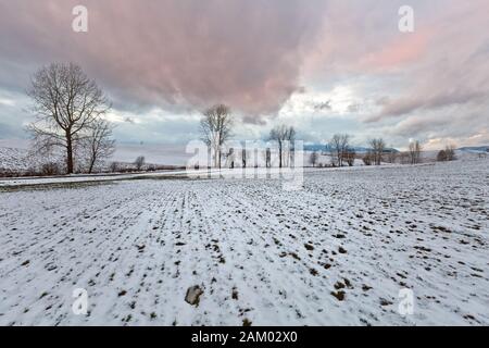 Alberi tra i campi del nord della Slovacchia. Foto Stock