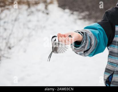 Primo piano di uccello chickadee mangiare semi da una mano di un bambino in inverno. Foto Stock