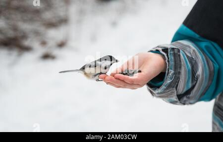 Primo piano di uccello chickadee mangiare semi da una mano di un bambino in inverno. Foto Stock