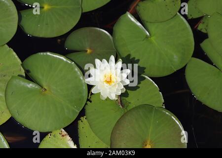 Un giglio d'acqua bianco in fiore Foto Stock
