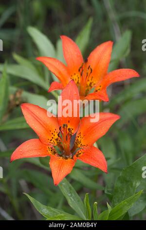 Wild Western Wood Lilies su Many Springs Trail in una valle montana delle Montagne Rocciose, Bow Valley Provincial Park (Lilium philadelphicum) Foto Stock
