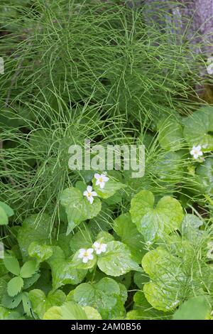 Canada violetti ed Equisetum in Rocky Mountain montane valle foresta sottovalutare. Viola canadensis Foto Stock