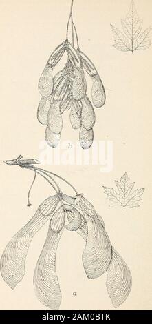 Il vivaio forestale : raccolta di semi di alberi e propagazione ofseedlings . Fig. 9.-semi e foglie: o, Maple, il seme maturo (dimensione naturale), Foglia adulta (i dimensione naturale);b, rosso acero, il seme maturo (dimensione naturale), foglia adulta {h naturale dimensione).. L'asciugatura può essere effettuata fuori di porte al sole o in una warmroom. Un calore artificiale della 70^ alla 75^ F. sarà sufficiente. Hightemperatures ferire la vitalità dei semi. Se essiccato in una camera, il materiale dovrebbe essere, secondo la quantità della foresta NUESERY.. Fig. a.-semi e foglie: a. Argento acero, il seme maturo (dimensione naturale), matura una foglia Foto Stock