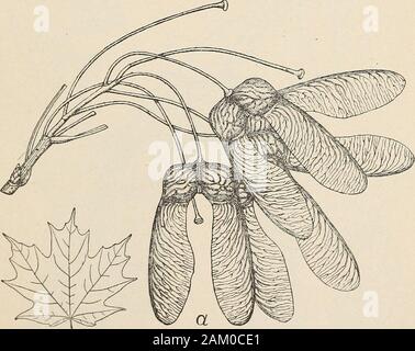 Il vivaio forestale : raccolta di semi di alberi e propagazione ofseedlings . Fig. 9.-semi e foglie: o, Maple, il seme maturo (dimensione naturale), Foglia adulta (i dimensione naturale);b, rosso acero, il seme maturo (dimensione naturale), foglia adulta {h naturale dimensione).. L'asciugatura può essere effettuata fuori di porte al sole o in una warmroom. Un calore artificiale della 70^ alla 75^ F. sarà sufficiente. Hightemperatures ferire la vitalità dei semi. Se essiccato in una camera, il materiale dovrebbe essere, secondo la quantità della foresta NUESERY. Foto Stock