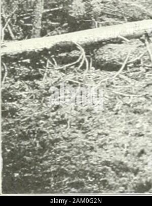 I documenti di seduta del Dominion del Canada 1914 . ne come estremo oriente come intervallo di 10, è una normale successo-sion di torbiere flottante, in cui vi è stata una notevole open water e creste. I rilievi nella gamma 14 sono generalmente adatte all'agricoltura, ma in estate all praticamente inaccessibile. Il suolo su queste creste è di ottima qualità, ma tifte? * questa gamma viene superato le creste sono molto sassoso. I nostri livelli mostrano un deciso westernslope per la terra e le torbiere nessun dubbio potrebbe essere esaurita. Essa è stata la experienceof gli agricoltori che hanno drenato simile torbiere, che rappresentano eccellenti terreni agricoli.La profondità di t Foto Stock
