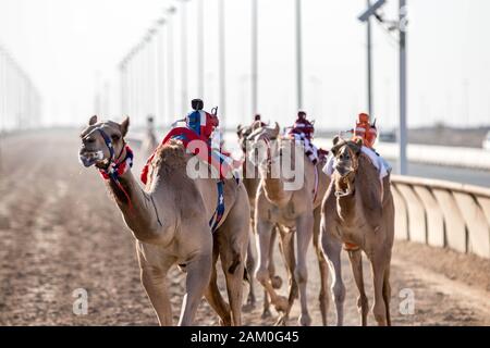 Camel Racing Dubai al Marmoom racing tack Emirati Arabi Uniti Dubai novembre 2019 Foto Stock