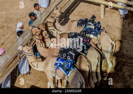 Camel Racing Dubai al Marmoom racing tack Emirati Arabi Uniti Dubai novembre 2019 Foto Stock