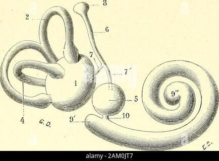 Traité d'anatomie humaine . relié au périoste vestibulaire par destractus fiberux ou conjonctifs, qui le maintiennent en posizione et lui amènent sesvaisseaux. Sa la superficie interna est partout régulière et lisse, excepté en dedans, AXATOMIE HUUAIXE. - T. UI. 4*^ modifica. 026 ORGANES DES SENS au niveau du point où elle répond à la fossette semi-ovoïde. Sur ce point en effet,se dresse une petite saillie ovoïde, de la colorazione blanchâtre, mesurant 3 millimètresde longueur sur 15 de hauteur: cest la tache acoustique de Vulricule (fig. 46o,l). Un cette tache aboutissent,comme nous le verrons plustard, Foto Stock