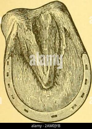 Cavallo e uomo : la loro reciproca dipendenza e doveri . mane provato l'esperienza acquisita negli Stati-mento di lasciare lo zoccolo interamente senza protezione.questa martoriata, condannato e irrimediabilmente vite malate poi correva cinque cento quaranta miglia con le scarpe e ha fatto il suo lavoro con più facilità che mai.trovando che il suo peggior cavallo didso bene umano theshoes rimossi da altri tre, il resultanswering tutte le sue aspettative. Onu-fortuna!/, cavalli, come gli uomini, havereasons a pregare per essere salvato fromtheir amici. Alcuni ben meaningbut ignoranti persone sollevate il cryof crudeltà, con tutte le solite sciocchezze circa artificialr Foto Stock