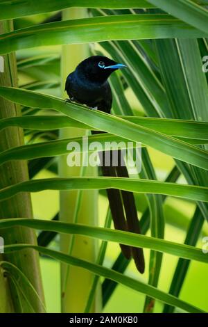 Seychelles Paradise flycatcher - Terpsiphone corvina uccello raro di Terpsiphone all'interno della famiglia Monarchidae, foresta-dimora di uccelli endemici al Sey Foto Stock