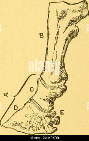 Cavallo e uomo : la loro reciproca dipendenza e doveri . pollice (come è realmente) il primo dito, troviamo thatin molti animali la terza e la quarta metacarpalsare fusi assieme, parzialmente o completamente.Nel moderno cavallo sono fusi (anchylosed) socompletely, che non è facile da rilevare il fatto thatthey sono davvero due ossa. Ma,nell'hipparion la linea ofjunction è manifesto e stillmore così nel anchitherium.Una simile linea di giunzione forse visto in molto familiarbones dei buoi e pecore. In queste ultime le creature,tuttavia il terzo e fourthphalanges divergono, così come a p Foto Stock