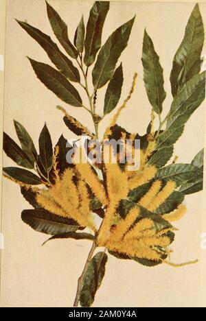 Luther Burbank, i suoi metodi e scoperte e la loro applicazione pratica; preparato dalla sua originale note sul campo che copre più di 100.000 esperimenti realizzati durante quaranta anni dedicati al miglioramento delle piante . Pollen-Bearing Fiore di castagno Il castagno porta il suo polline e i suoi ovuli separatamente. Essa dipende in larga misura dal vento per il trasferimento del polline e quindi non sviluppare una cospicua busta floreale di attrarre gli insetti. Il ammassato in fioritura, malgrado le loro piccole dimensioni individuali, sono ben visibili, come questa immagine mostra. Il polline è prodotta in quantità relativamente enormi quantità. Ma &lt;. Foto Stock
