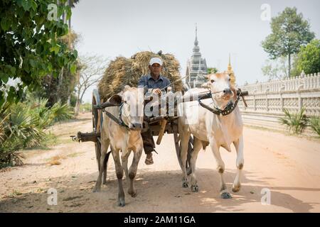 Sangkat Krabei Riel, Provincia di Siem Reap, Cambogia - 4 aprile 2013: Spostamento Ox carrello con l'uomo locale e fieno sulla strada soleggiata di fronte al tempio Wat Krabi Rie Foto Stock