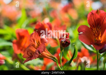 primo piano di un fiore arancione di alstroemeria aurea. Foto Stock