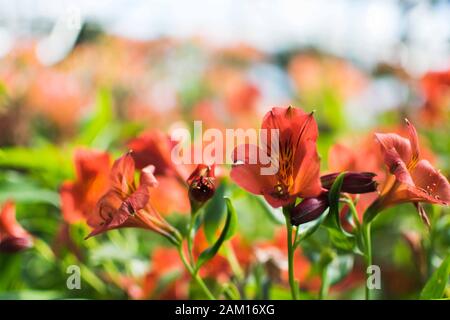 primo piano di un fiore arancione di alstroemeria aurea. Foto Stock