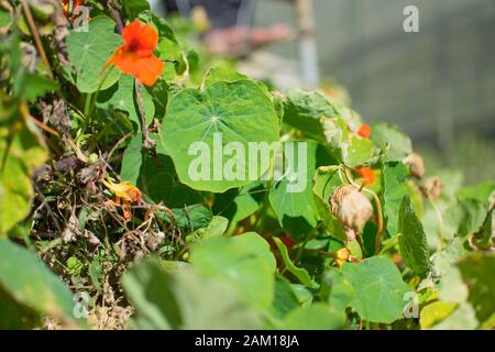 La foglia di tropaeolum majus (basturzio giardino, crescione indiano, o carme dei monaci) è una specie di pianta da fiore della famiglia Tropaeolaceae. Fiore e fol Foto Stock