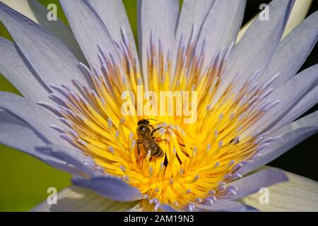 Ape su un giglio di acqua di fiori di polline di raccolta. Foto Stock