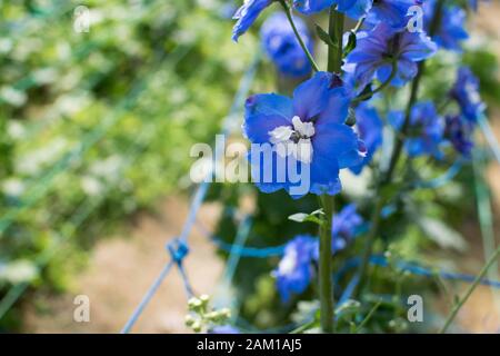 Blu Delphinium Elatum o Ranunculaceae su un campo. Foto Stock