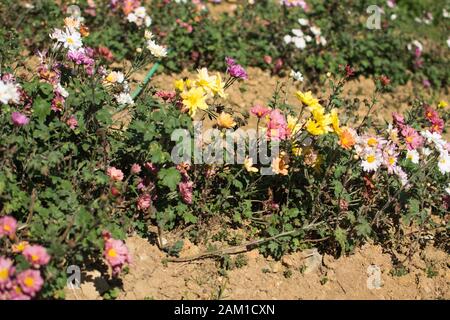 Colorful margherita fiore piantato su un giardino di fiori Foto Stock