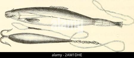 Frank Forester Pesci e pesca degli Stati Uniti e British Province del Nord America . È molto desiderabile che la gut dovrebbe essere tinti, al fine todeaden argentee ghtter, che è troppo cospicuo nell'acqua,e spesso la paura di pesce. La migliore preparazione per questo purposeis dark green tea, che lo porta quasi al colore della waterAvhen sHghtly scolorito dalla pioggia, nel momento in cui il pesce aremost apt a mordere liberamente. Troppa attenzione non può essere pagato dal pescatore di thequality e condizione del suo gut-lunghezze, o all'properadjustment dei nodi e loop per cui è fas Foto Stock