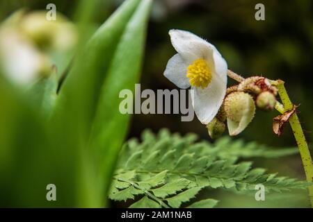 Fiori bianchi con pistilli gialli Foto Stock