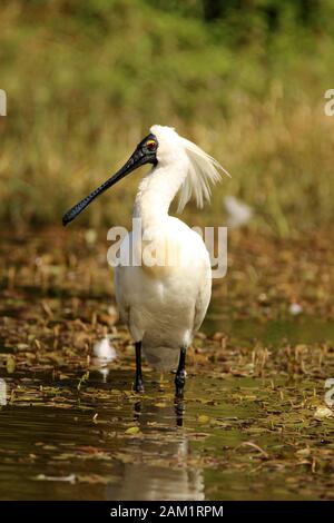 Royal Spoonbill (Platalea regia) in piedi in uno stagno Foto Stock