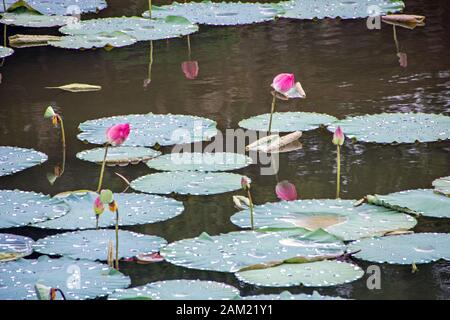 Lila d'acqua di loto nel lago Luu Khiem nel sito della Tomba di Tu Duc, a Hue città, Vietnam Foto Stock