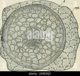 American journal of Pharmacy . fromEuropean stock. Struttura macroscopica.-nell'aspetto esterno del frutto di thisspecies si distingue dal ribes rosso dal suo colore nero emediante il più parti floreali. I semi sono un po' più piccola andmore numerosi (circa quindici in ogni acino) rispetto alle varietà rosse. Il calice è di circa 7 millimetri di lunghezza e i lobi sono riflessi. 544 Anatomia delle bacche commestibili. Am. Jour. Pharm&GT;L Novembre, 1904. Sulle superfici esterne e sulle estremità delle superfici interne, thelobes sono rivestiti con numerosi peli; ma la gola è liscia, asare anche la PETA Foto Stock