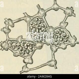 American journal of Pharmacy . Uimeter di spessore tra la testa e theendosperm, costituito da obliterato le cellule del nucellus. L'endosperma {Figg. 18 e 20, E) riempie la parte più grande della cavità theseed. Le cellule sono prevalentemente allungata in strati esterni, Ara. Jour. Pharm.novembre, 1901. Anatomia delle bacche commestibili. 543 Ma isodiametric nella porzione interna e contengono grani di aleurone andfat. Nelle celle esterne le pareti sono di pari spessore (circa 0-002millimetro), ma nel centro del seme che essi hanno frequentemente knottythickenings {aletta. ig). L'esame microscopico di ribes rosso delle prese Foto Stock