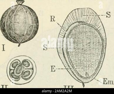 American journal of Pharmacy . ture. Struttura macroscopica.-Il calice del tubo del ribes unitedwith è l'ovaio, e il frutto (un vero berry) porta sul vertice theshriveled resti delle parti floreali {Fig. /J, I). La profondamente cinque-schisi a campana tubo del calice porta nella sua gola cinque petali molto Am. Jour. Phartn.novembre, 1904. Anatomia delle bacche commestibili. 539 minore del calice lobi e alternando con loro e fivestamens opposta a lobi. Il corto stile, circa la metà la lunghezzadella calice, è profondamente due-schisi. La costola di ciascun floralenvelopes, in numero di dieci, sono contin Foto Stock