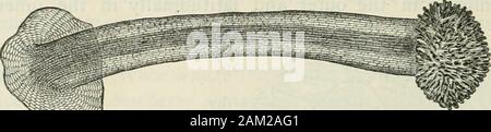 American journal of Pharmacy . , Il massimo 0040 milli-metro; considerando che il diametro medio interno di cellule epidermiche è0040 il millimetro e il massimo o-o6o millimetro. Style {Fig. I^).-Le cellule epidermiche sono circa la stessa dimensione di 538 Anatomia delle bacche commestibili. {^^6t:.^^r%f- al lampone, ma non sono spiegazzati in misura apprezzabile.i peli sono del tutto insufficienti. I cristalli e le navi sono conspicuousin preparazioni di cloruro di potassio. Esame di Blackberry conserva.-esame di blackberry-conserva è realizzato come descritto sotto lampone. Gli stili sono lessnumerous rispetto a quest'ultimo, e sono di Foto Stock