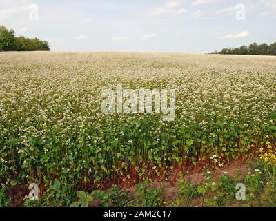 Bordo del campo di grano saraceno in fiore tra le foreste nel mese di giugno Foto Stock