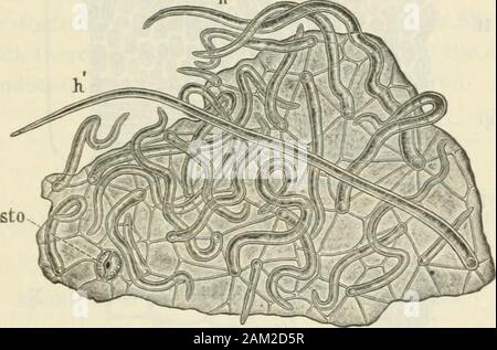 American journal of Pharmacy . Anatomia delle bacche commestibili. 439 (4) Il midollo consiste ol round nelle cellule di parenchima, privo di cellcontents, con spazi intercellulari. Pericarpo.-(i) l'epicarpo o epidermide {Fig. 7, EPI, Fig. 8) sullato sfaccettature del drupelets è interamente costituita da celle poligonali, tasto le superfici esposte è costituito da celle poligonali e i peli, thehairs essendo spesso così numerosi che si verificano in corrispondenza di due a quattro di theangles delle celle poligonali. Cinque o sei celle di frequente incontrare inil base dei capelli, formando una rosetta su di esso. I peli varygreatly in lunghezza, fino a 07 millimetro. Mo Foto Stock