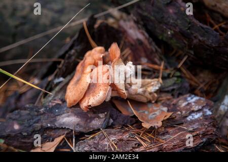 Raccolta dei funghi commestibili miele agarics noto come Armillaria mellea su un ceppo di legno in un autunno la foresta di conifere Foto Stock