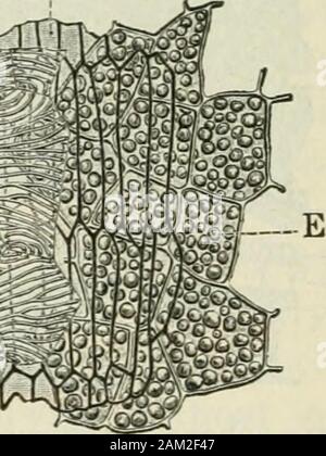 American journal of Pharmacy . Le cellule sono poligonali isodiametric, 434 Anatomia delle bacche commestibili. { Am. Jour. Pharm.Settembre, 1904. Dal 0008 a o*020 millimetro di diametro. Il crystalsare monoclina sempre semplice e sono soprattutto colpisce quando è illuminata di luce withpolarized. Il diametro di ciascun cristallo è circa la metà di quella della cella in cui è contenuto, (4) endocarpo esterno {Fig. ?: Se).-Questo strato formante la largerpart del pericarpo, è fatta di FIV^e o più spessori ofsclerenchymatous fibre disposte longitudinalmente. Come si vede in sezione trasversale, le pareti delle celle sono circa come Foto Stock