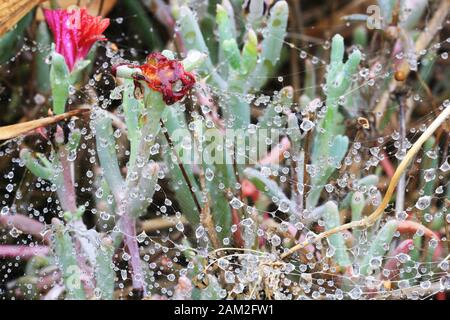 Mesembryanthemum Mittagsblume croceum Foto Stock