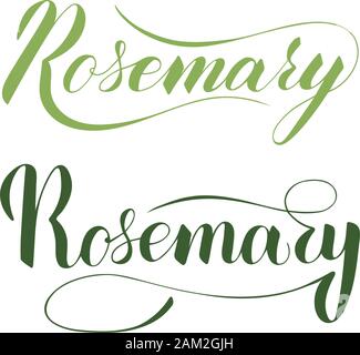 Vector scritto a mano il rosmarino isolato di testo su sfondo bianco. Cucina sana le erbe e le spezie per cucinare. Script brushpen lettering con flourishe Illustrazione Vettoriale