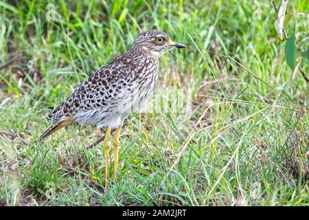 Spotted Thick-knee (Spotted Dikkop, Burhinus capensis), maschio, Maasai Mara, Kenya. Foto Stock