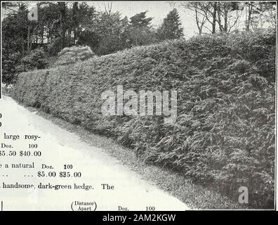 Farquhar's garden : annuale 1922 . 2HT 2.00 12.00 3A3|ft 2.50 18.00 Ligustro, Cinese. (Ldgustrum Ibota.) molto ardito e ornamentale, desiderabile per ombra parziale, dovrebbe essere strettamente rifilati per tre o quattro anni se forma compatta è desiderato. Doz. 100 1 a IHt $3.00 $20.00 2A2ift 4.00 27.00 Rosa rugosa rubra. Rich Green fohage e grandi roseo-crimson fiori seguita da grandi arancio-rosso scarlatto Doz. loOfruits; molto ornamentali in $5.50 $40.00 Spiraea Van Houttei. Un eccellente siepe, dove una naturale Doz. lOOuntrimmed effetto è desu-ed. 3 ft, $5.00 $35.00 Hemlock Abete rosso. (Tsuga Canadensis.) forma un bello, Foto Stock