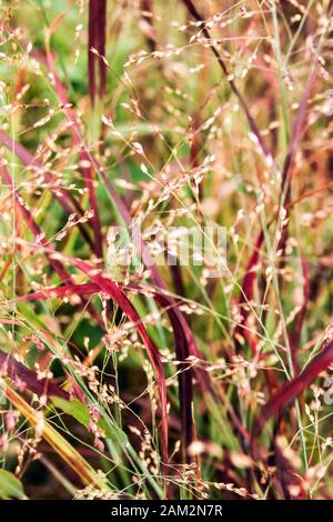 Erba ornamentale Paincum virgatum 'Red Metal' Foto Stock